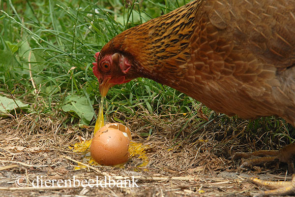 Aardbei ontrouw backup Eieren pikken | Levende Have