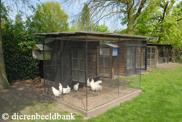 excuus Verloren hart Kijkgat Huisvesting van kippen | Levende Have