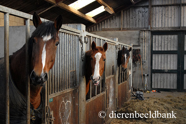 Makkelijk te gebeuren Piepen Diplomaat 12,3 m2 minimumeis voor leefruimte van een paard in de stal | Levende Have